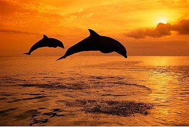 《明末：渊虚之羽》被《猿公剑》制作人吐槽“毫无节制的血腥”